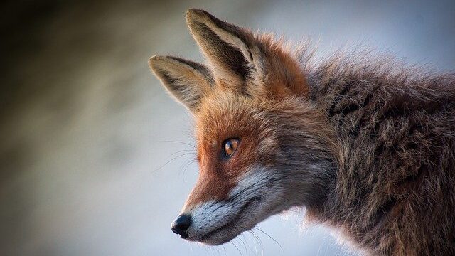 fox-45